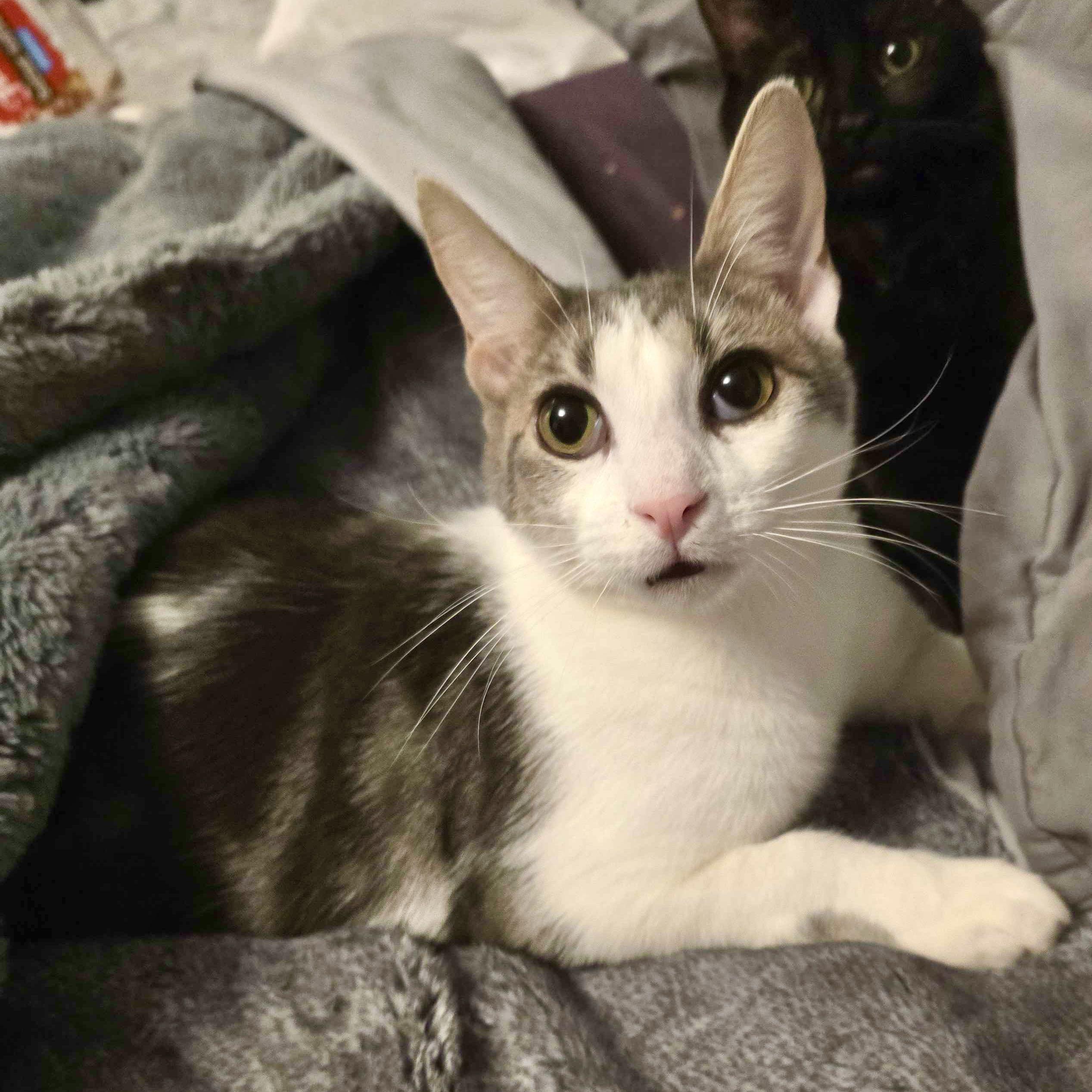 Enlarge Doby, an adoptable mixed breed in Lacey, WA image 4/6