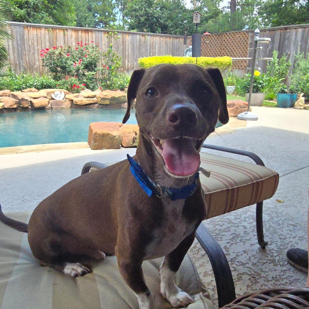 Enlarge Zac, a Adoptable Dachshund in Montgomery, TX image 1/4