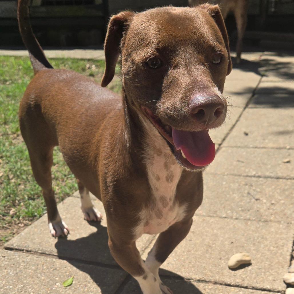 Enlarge Zac, a Adoptable Dachshund in Montgomery, TX image 2/2
