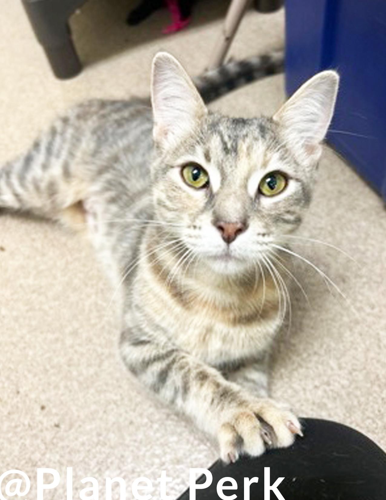 Claudia - friendly outgoing gorgeous girl!