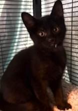 Enlarge Dora, a Adoptable Domestic Short Hair in Battle Creek, MI image 1/1