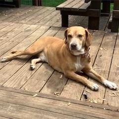 Zoey, Adoptable, Adult Female Hound & Labrador Retriever.
