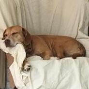 Enlarge Zoey, a Adoptable mixed breed in Terrace Park, OH image 2/6