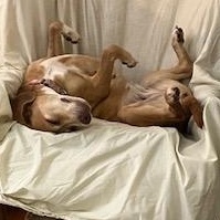 Enlarge Zoey, a Adoptable mixed breed in Terrace Park, OH image 4/6