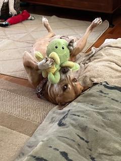 Enlarge Zoey, a Adoptable mixed breed in Terrace Park, OH image 6/6