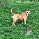 Enlarge Zoey, a Adoptable mixed breed in Terrace Park, OH image 3/6