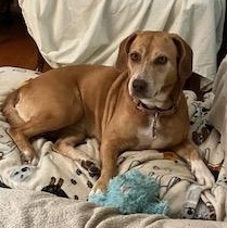 Enlarge Zoey, a Adoptable mixed breed in Terrace Park, OH image 5/6