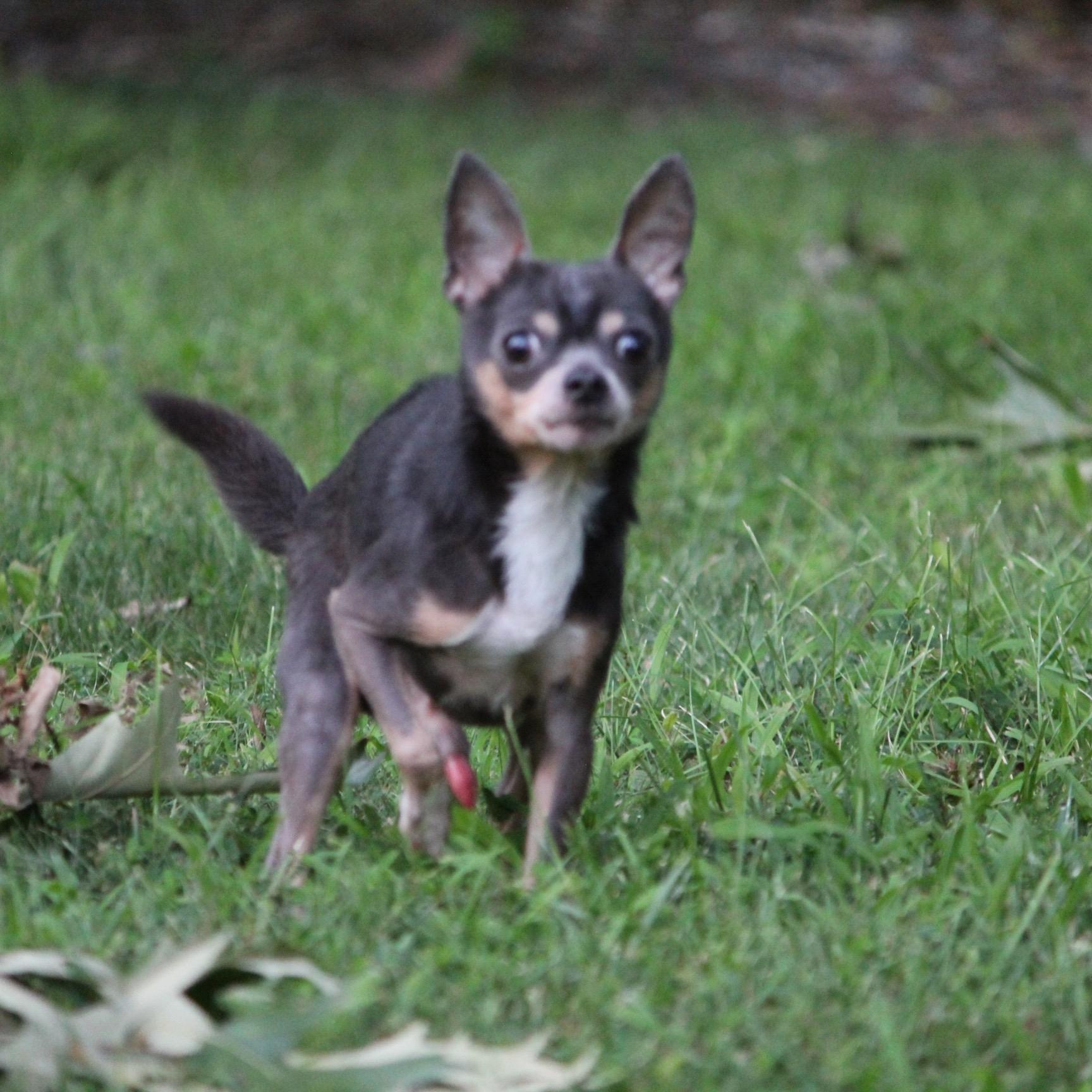 Enlarge Whitt, a ADOPTABLE Chihuahua in Durham, NC image 2/5