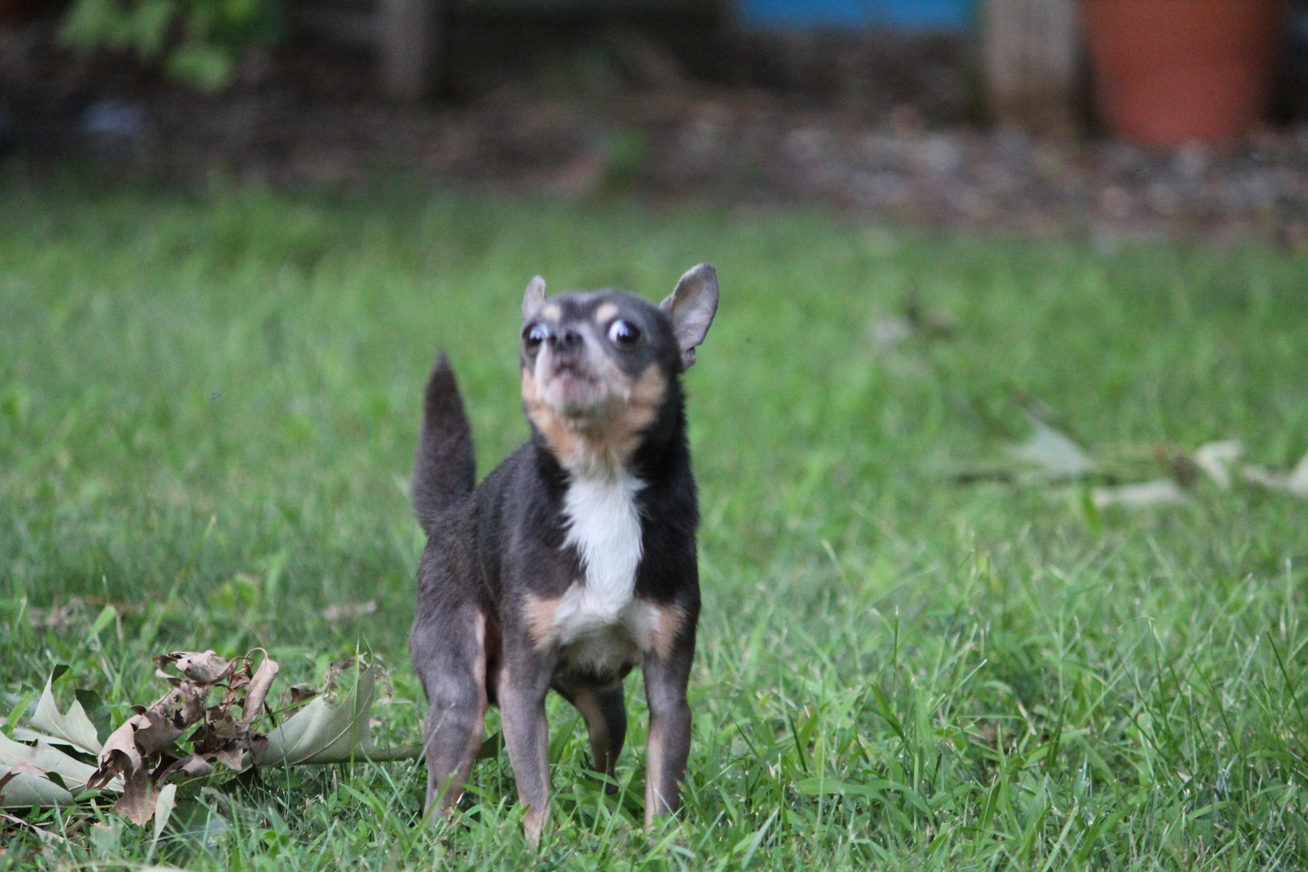 Enlarge Whitt, a ADOPTABLE Chihuahua in Durham, NC image 5/5