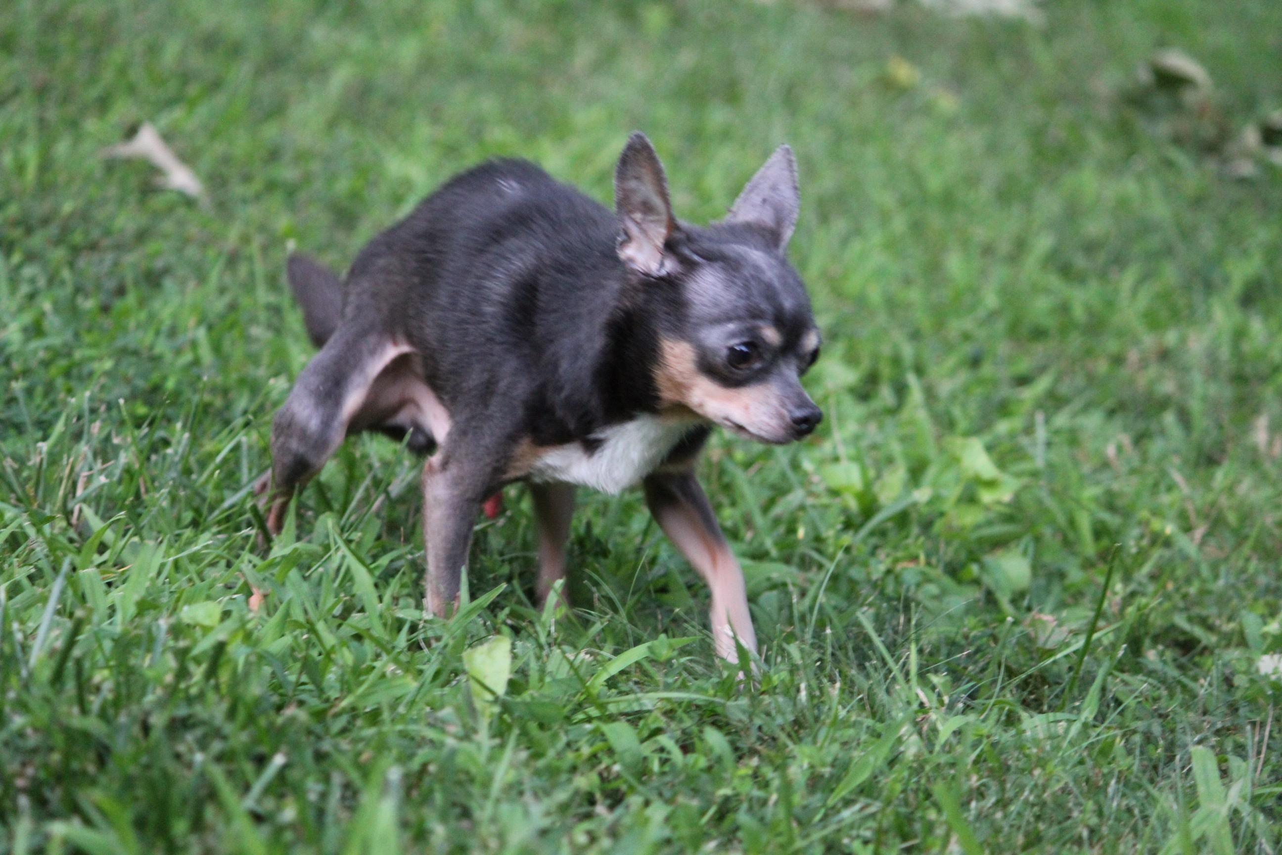 Enlarge Whitt, a ADOPTABLE Chihuahua in Durham, NC image 3/5