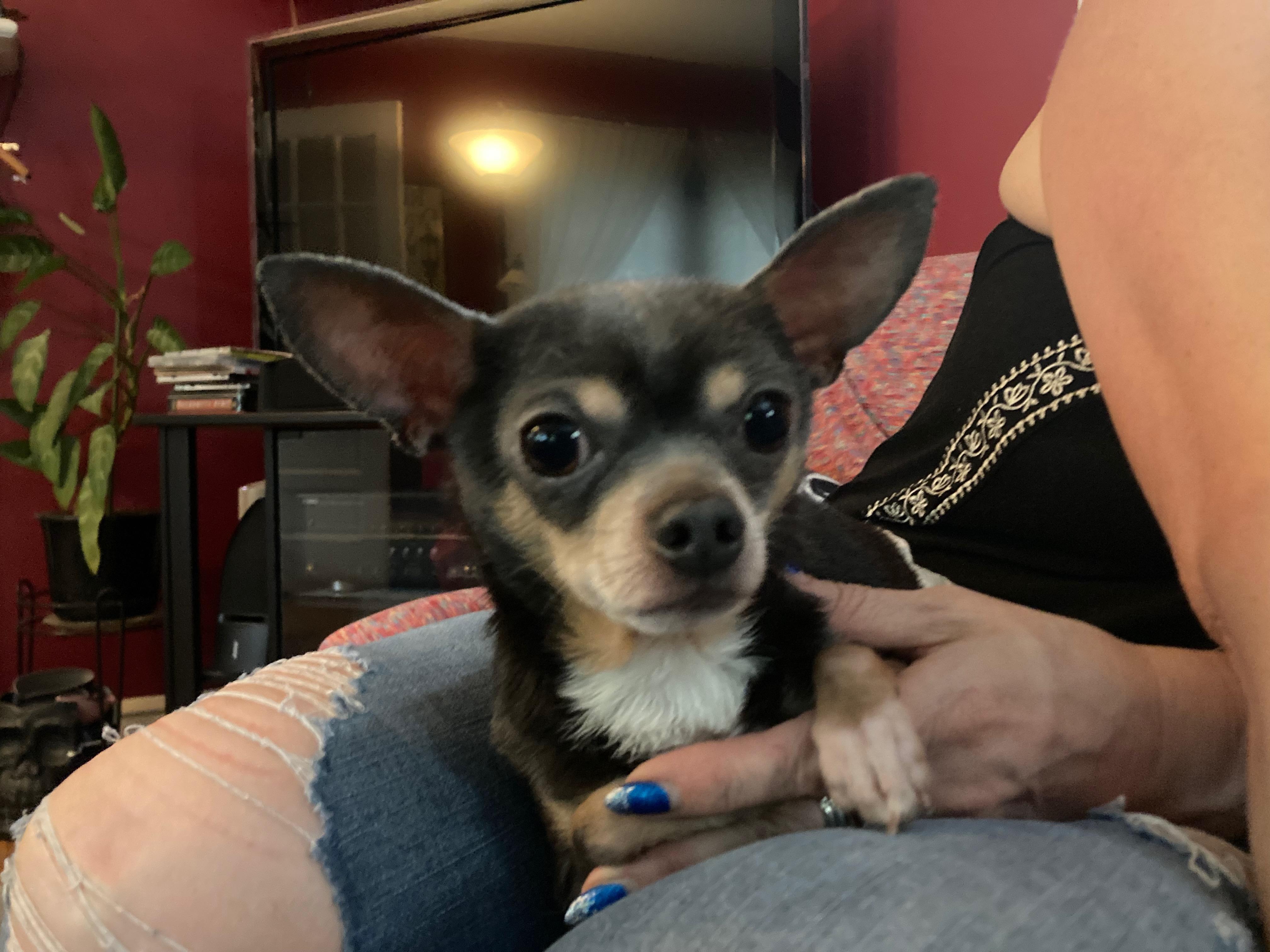 Enlarge Whitt, a ADOPTABLE Chihuahua in Durham, NC image 4/5