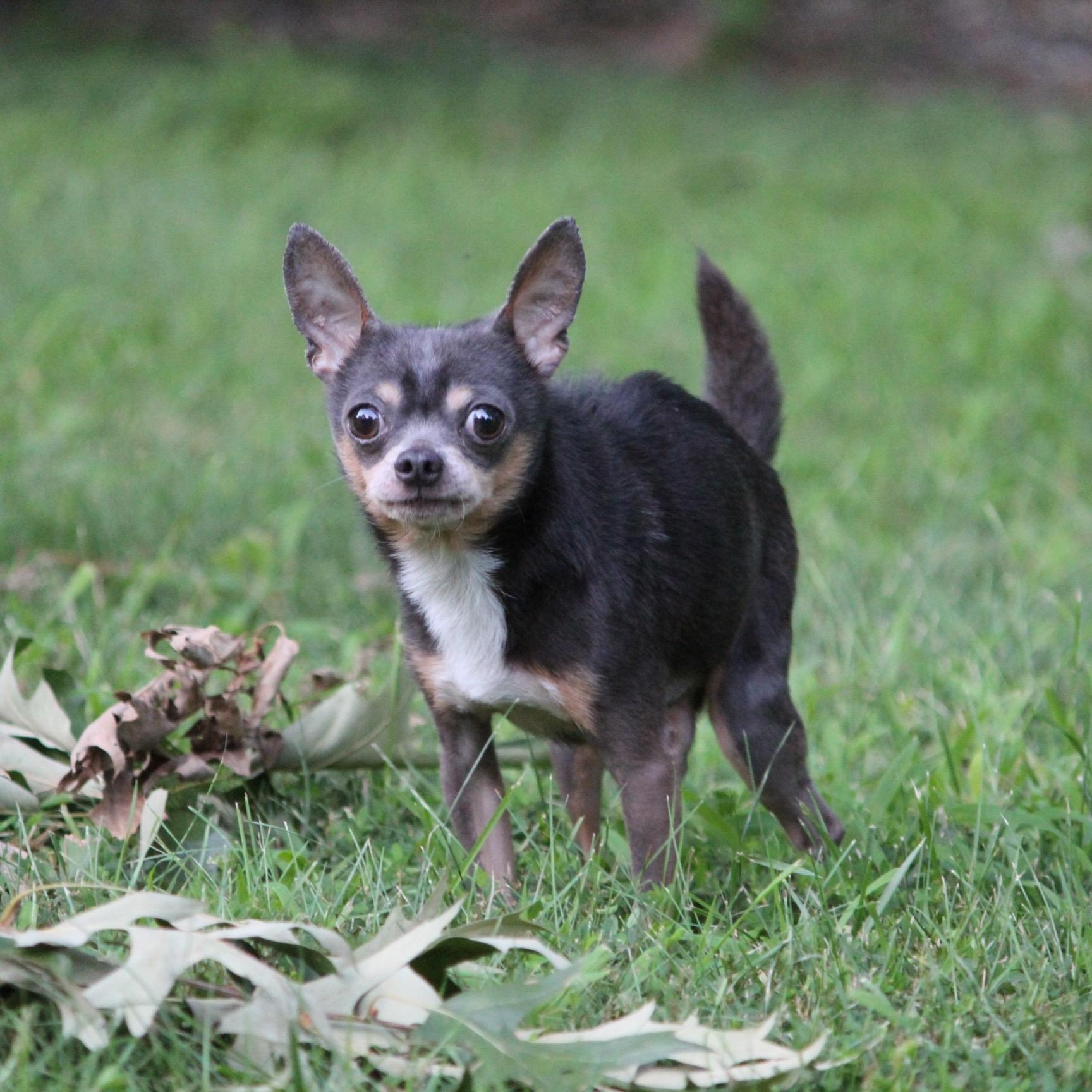 Whitt, ADOPTABLE, Senior Male Chihuahua.