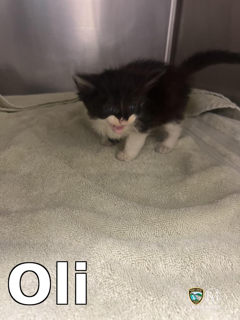 Oli, Adoptable, Kitten Male Domestic Short Hair.