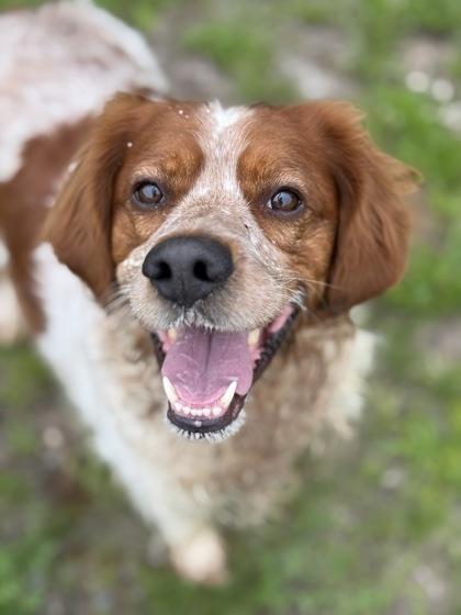 Enlarge Oscar, a Adoptable mixed breed in Gwinn, MI image 1/1