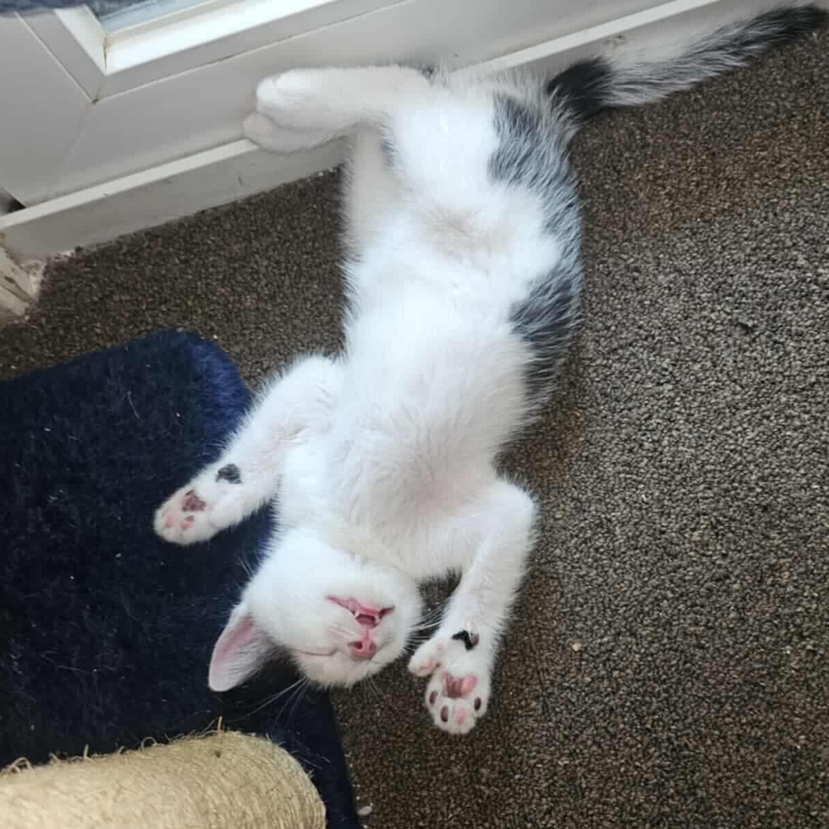 Gizmo