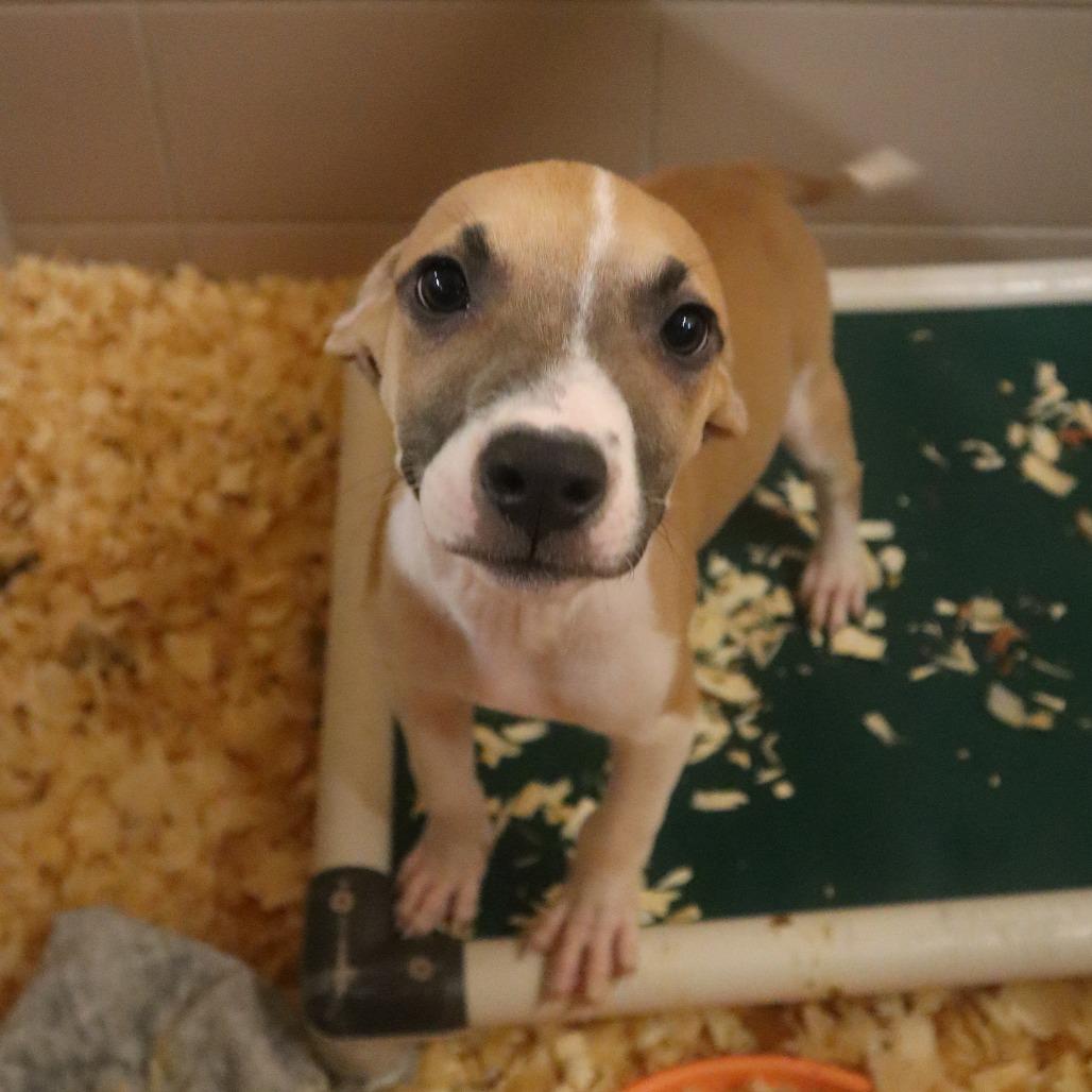 Goose, Adoptable, Puppy Male Mixed Breed.