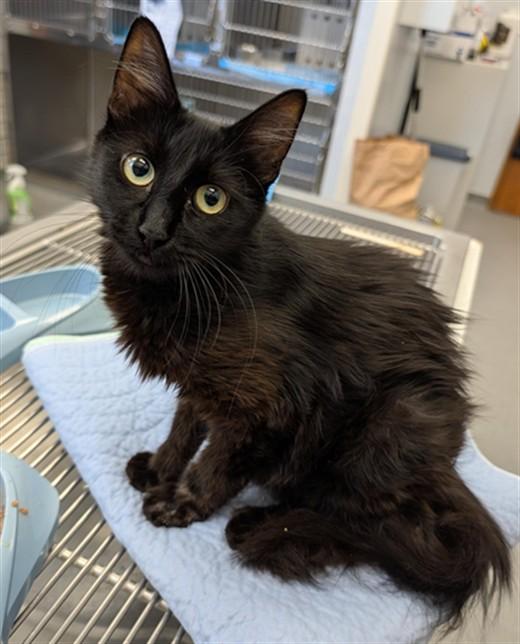 Enlarge AXEL, a Adoptable Domestic Medium Hair in Olivehurst, CA image 1/1