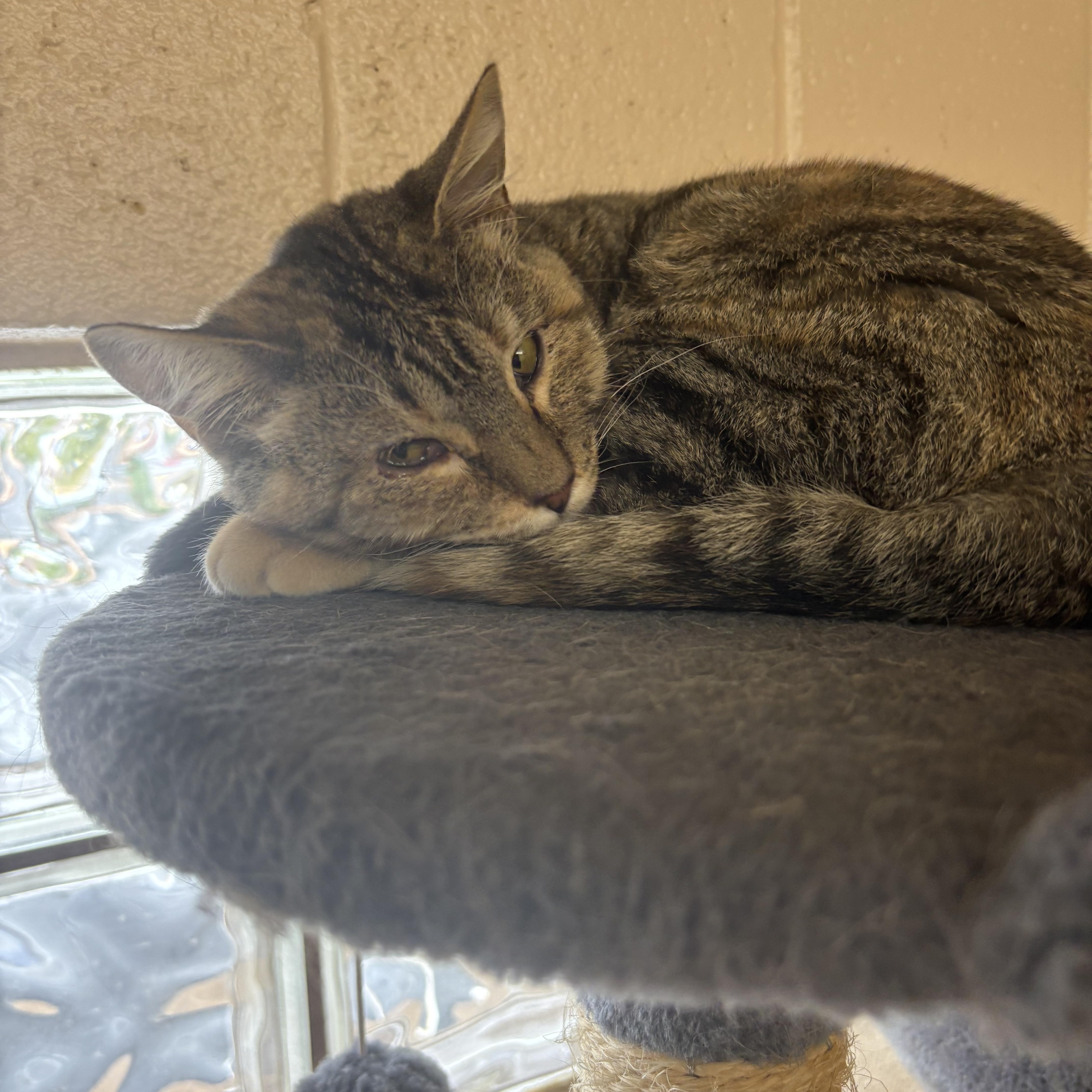 Enlarge Skittles, a Adoptable Domestic Short Hair in Washington, UT image 1/1