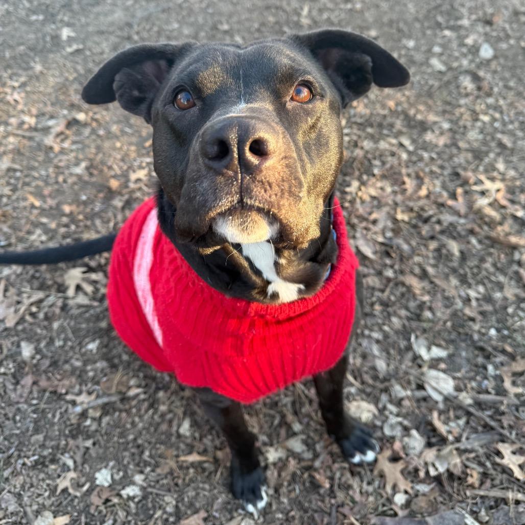 Enlarge Pete, a Adoptable mixed breed in Spring Hill, KS image 1/6