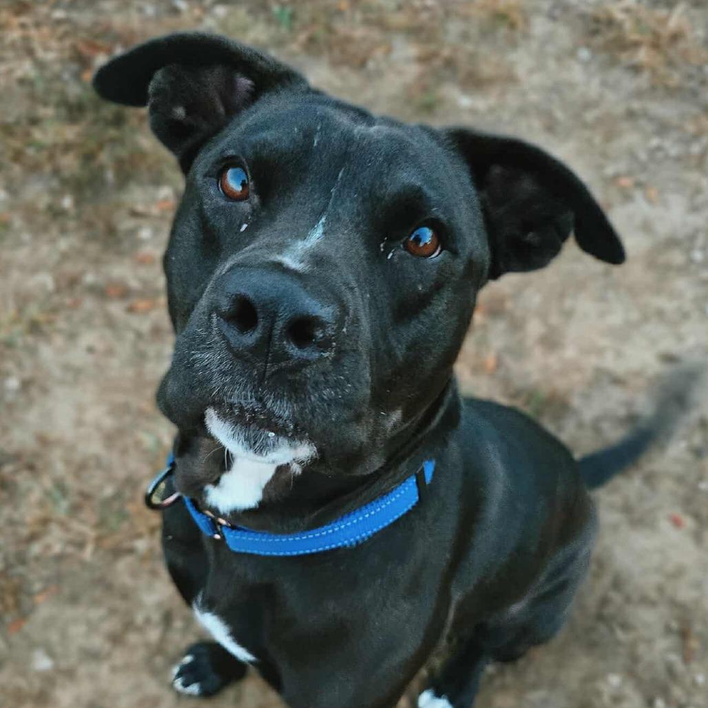 Enlarge Pete, a Adoptable mixed breed in Spring Hill, KS image 2/6