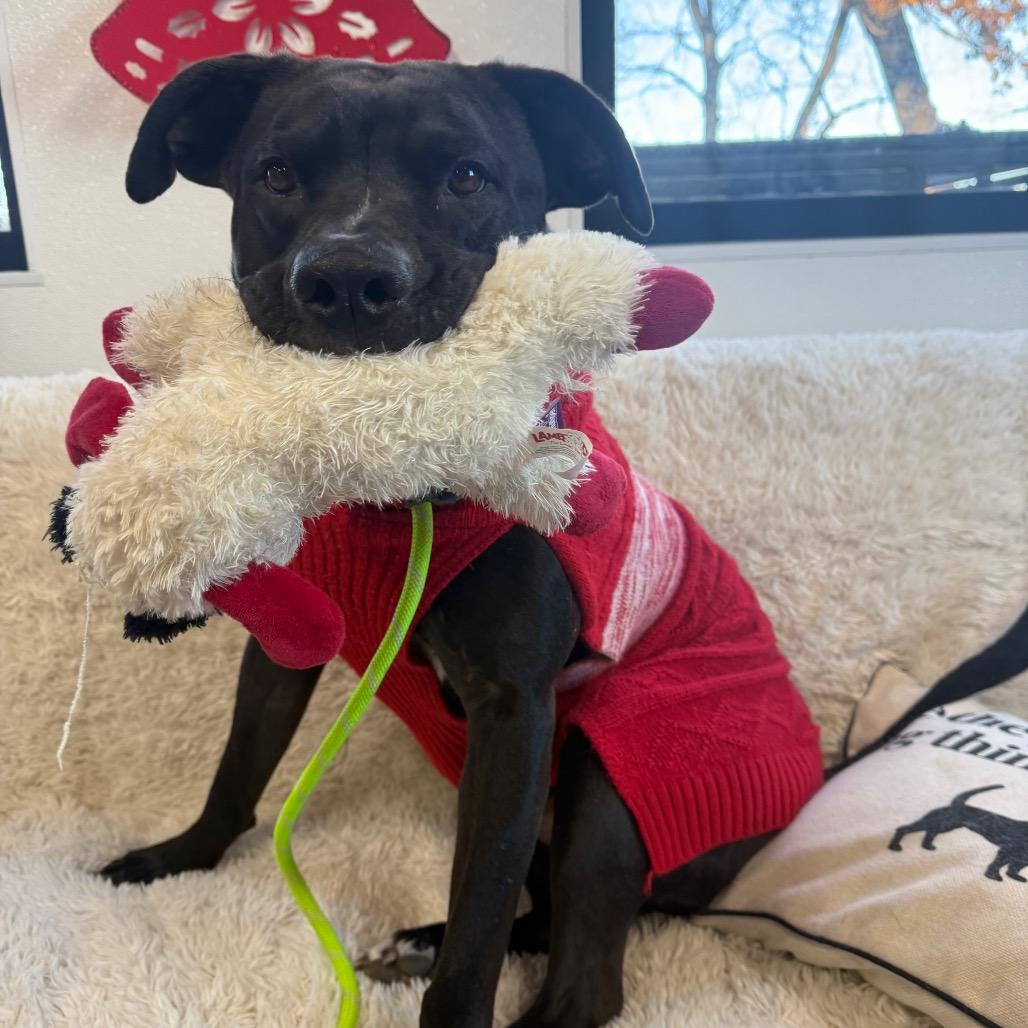 Enlarge Pete, a Adoptable mixed breed in Spring Hill, KS image 3/6