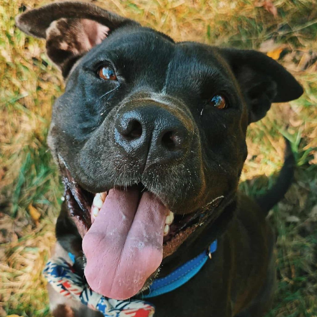 Pete — thumbnail 4