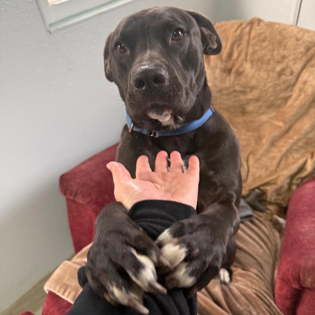 Enlarge Pete, a Adoptable mixed breed in Spring Hill, KS image 5/6