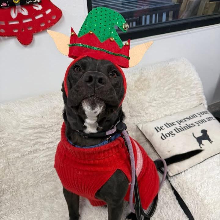 Enlarge Pete, a Adoptable mixed breed in Spring Hill, KS image 5/6