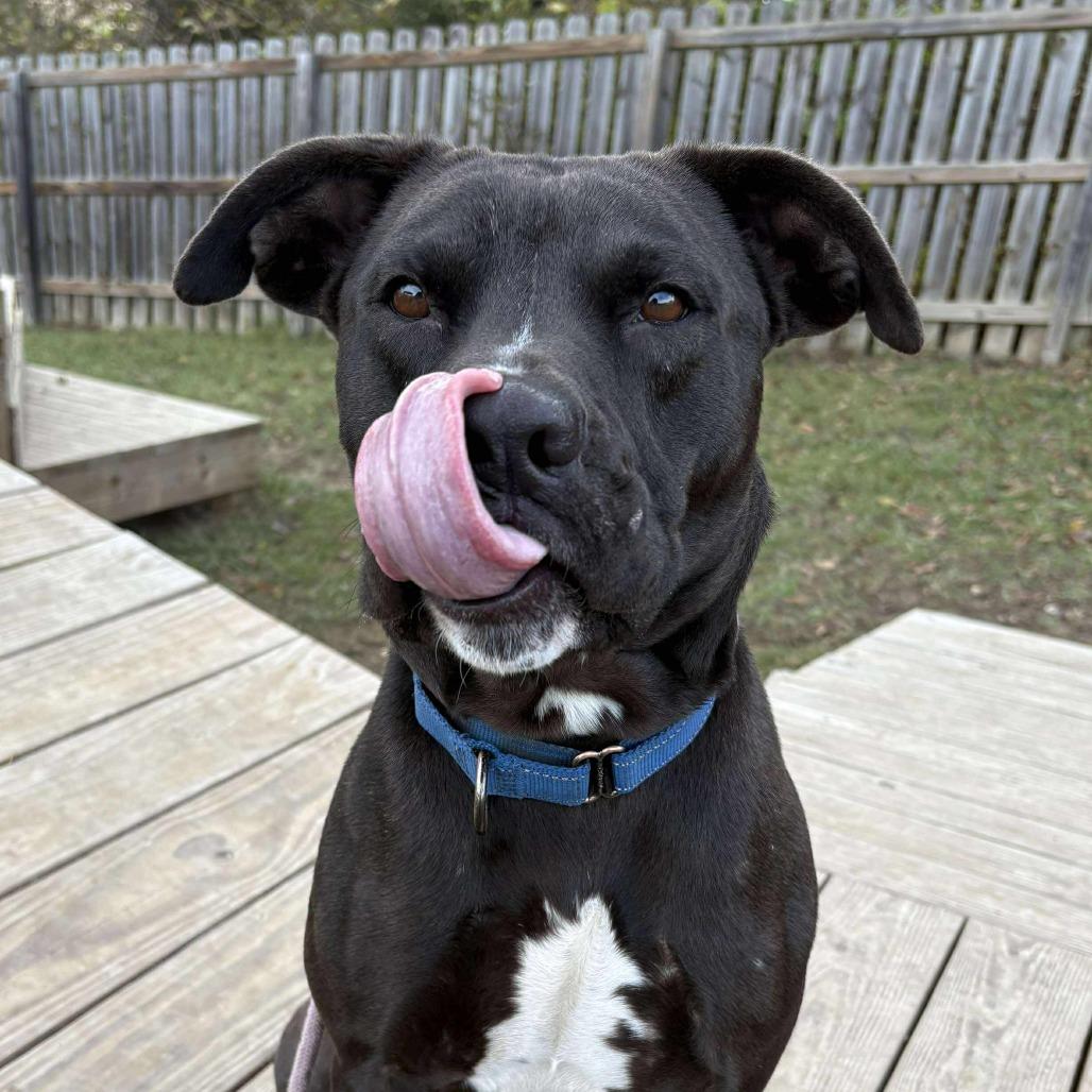 Enlarge Pete, a Adoptable mixed breed in Spring Hill, KS image 6/6