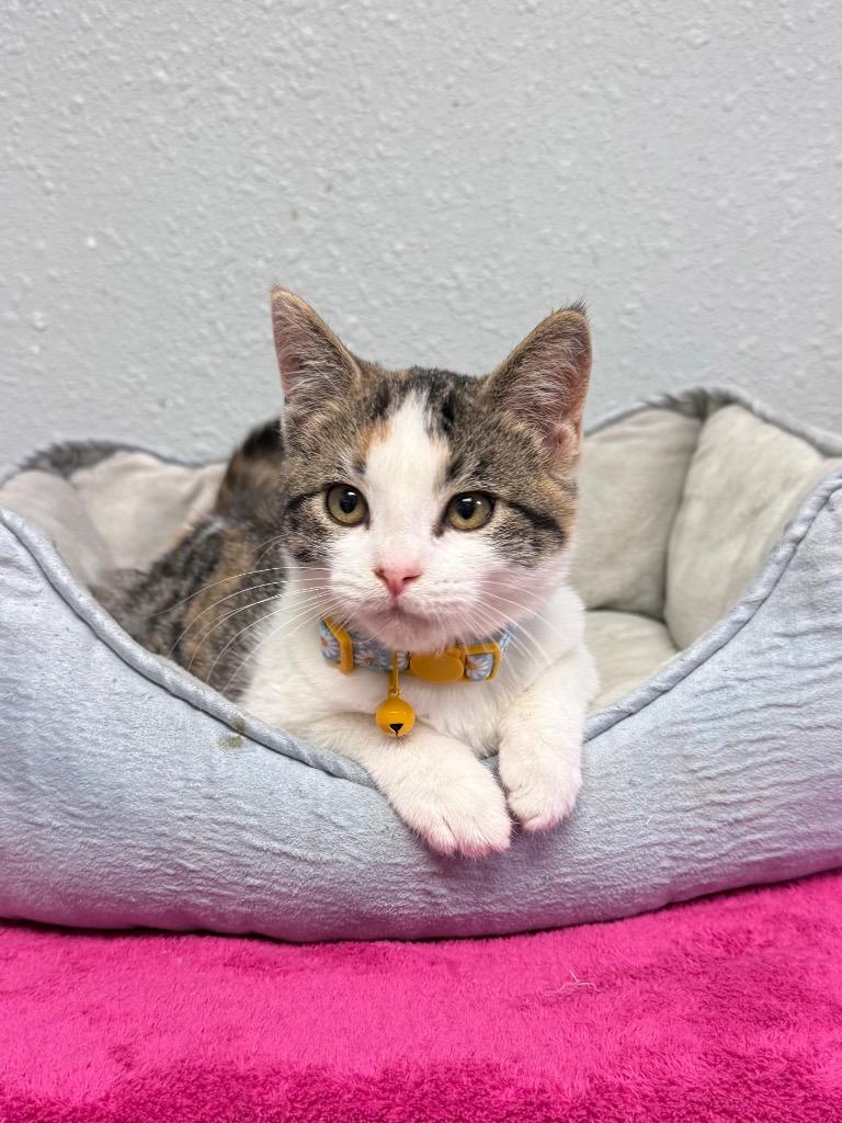 Autumn, Adoptable, Kitten Female Domestic Short Hair.