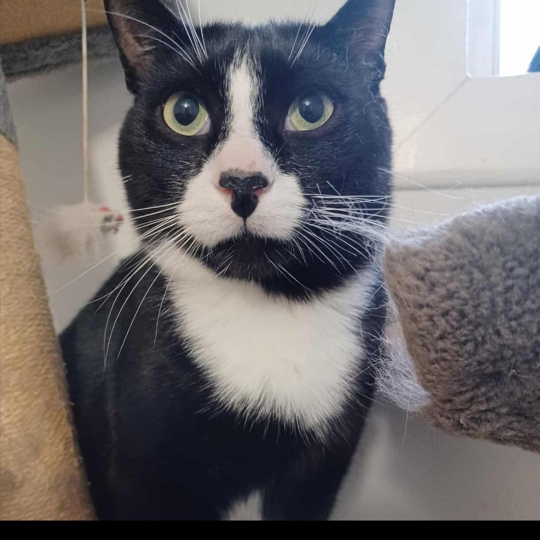 Peter (m) 3yrs old Tuxedo, ADOPTABLE, Adult Male Domestic Short Hair.