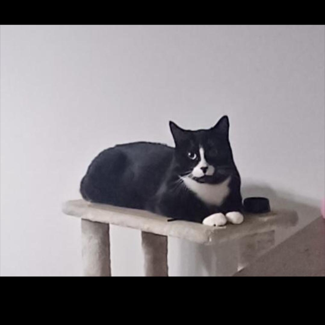 Peter (m) 3yrs old Tuxedo, a ADOPTABLE Domestic Short Hair in Ottawa, ON image 4/5