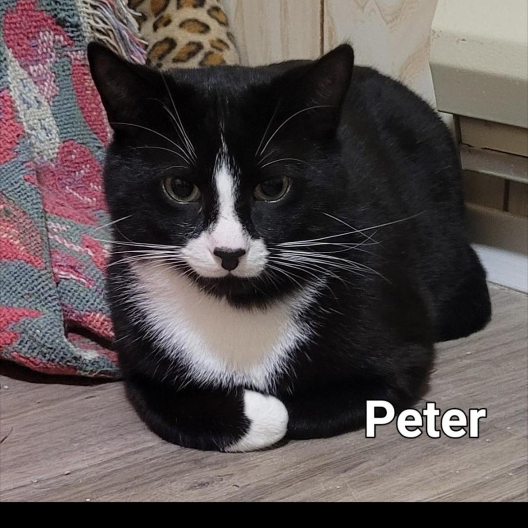 Peter (m) 3yrs old Tuxedo, a ADOPTABLE Domestic Short Hair in Ottawa, ON image 5/5