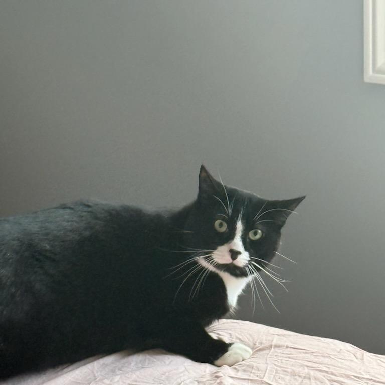 Peter (m) 3yrs old Tuxedo, a ADOPTABLE Domestic Short Hair in Ottawa, ON image 2/5