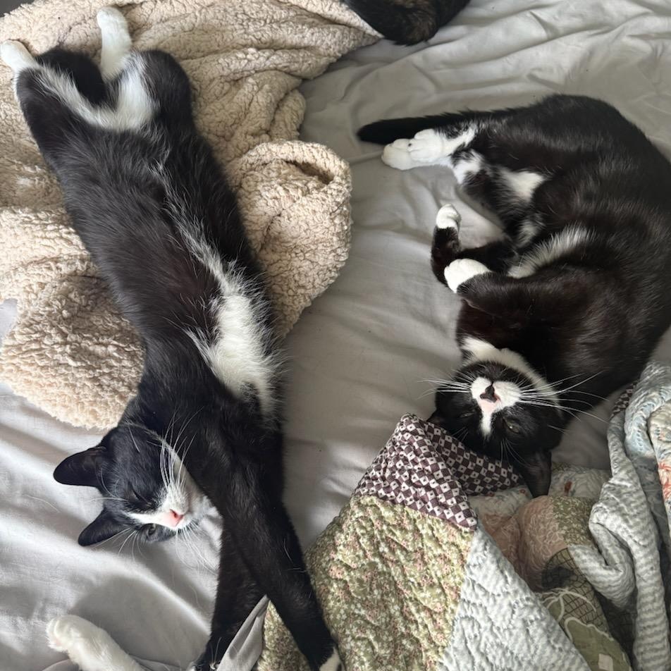 Peter (m) 3yrs old Tuxedo, an adoptable Domestic Short Hair in Ottawa, ON image 6/6