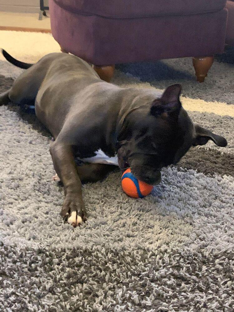 Ellie, a Adoptable American Bully in Indianapolis, IN image 1/4