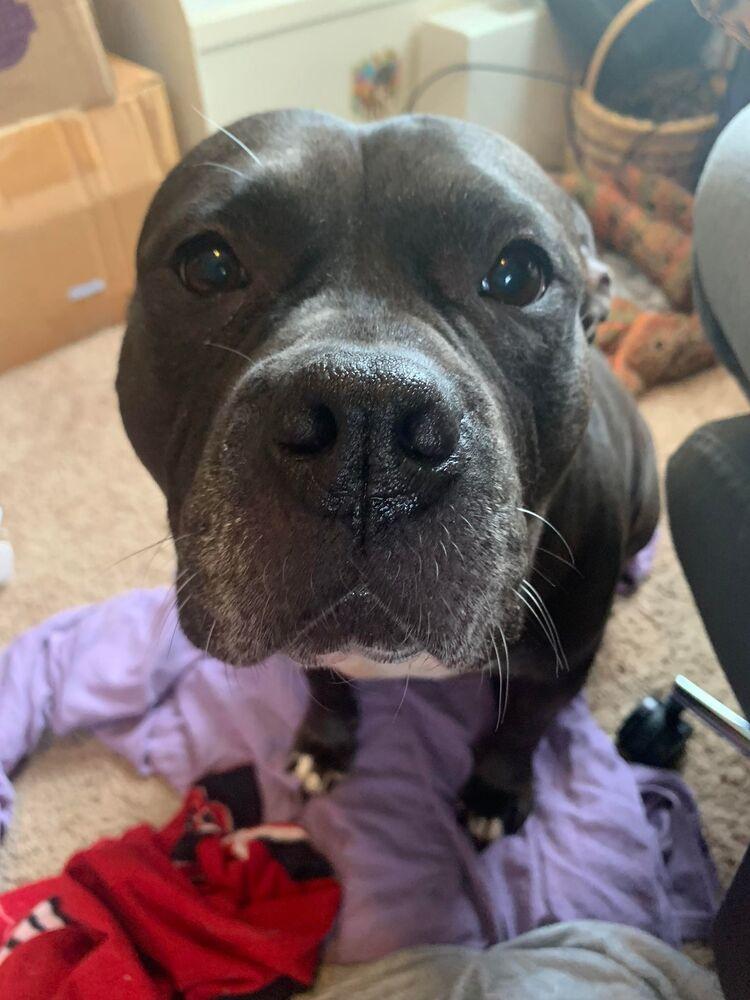 Ellie, a Adoptable American Bully in Indianapolis, IN image 2/4