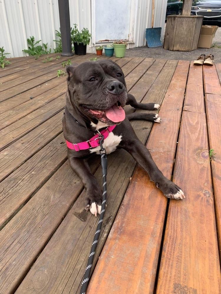 Ellie, a Adoptable American Bully in Indianapolis, IN image 3/4