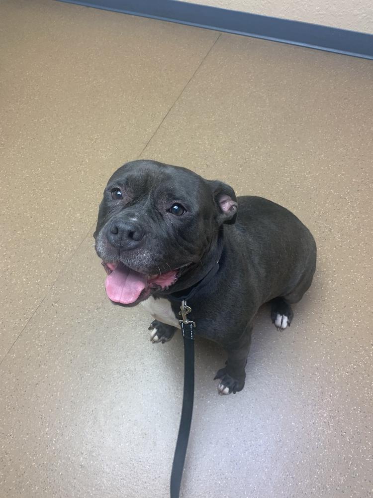 Ellie, a Adoptable American Bully in Indianapolis, IN image 4/4