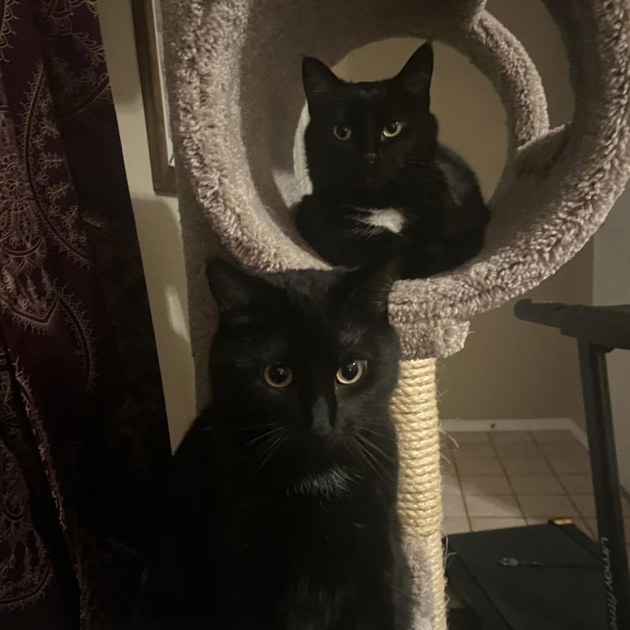 Enlarge Moth, a ADOPTABLE Domestic Short Hair in Bentonville, AR image 5/5