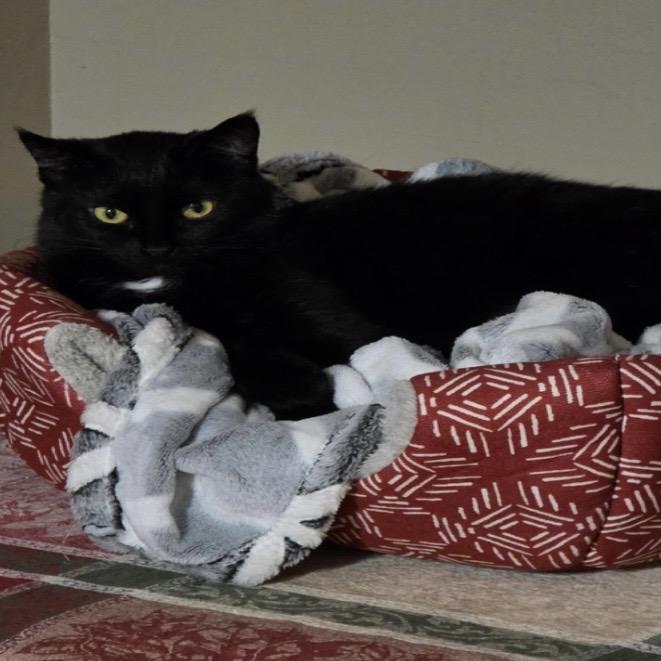 Enlarge Moth, a ADOPTABLE Domestic Short Hair in Bentonville, AR image 4/5