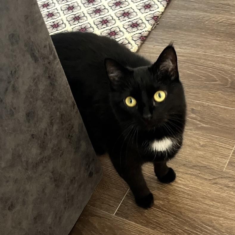 Enlarge Moth, a ADOPTABLE Domestic Short Hair in Bentonville, AR image 3/5