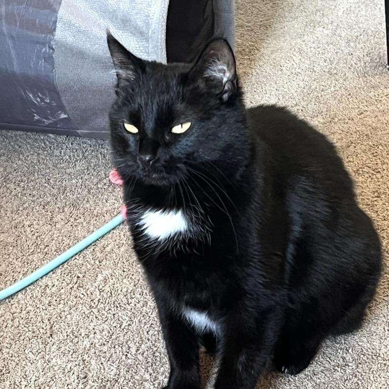 Enlarge Moth, a ADOPTABLE Domestic Short Hair in Bentonville, AR image 2/5