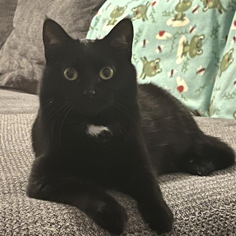 Enlarge Moth, a ADOPTABLE Domestic Short Hair in Bentonville, AR image 1/5