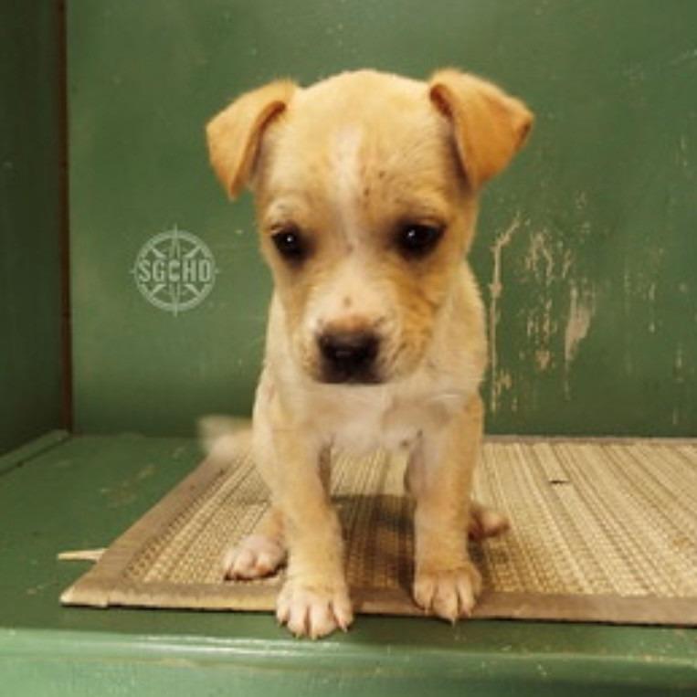 Enlarge Ginger, a Adoptable Mixed Breed in Naperville, IL image 1/6