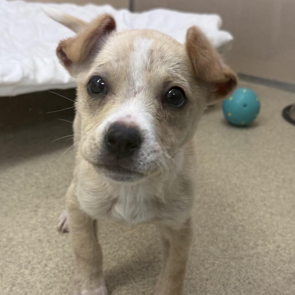Enlarge Ginger, a Adoptable Mixed Breed in Naperville, IL image 2/6