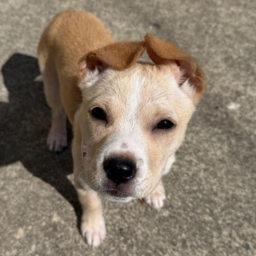 Enlarge Ginger, a Adoptable Mixed Breed in Naperville, IL image 3/6