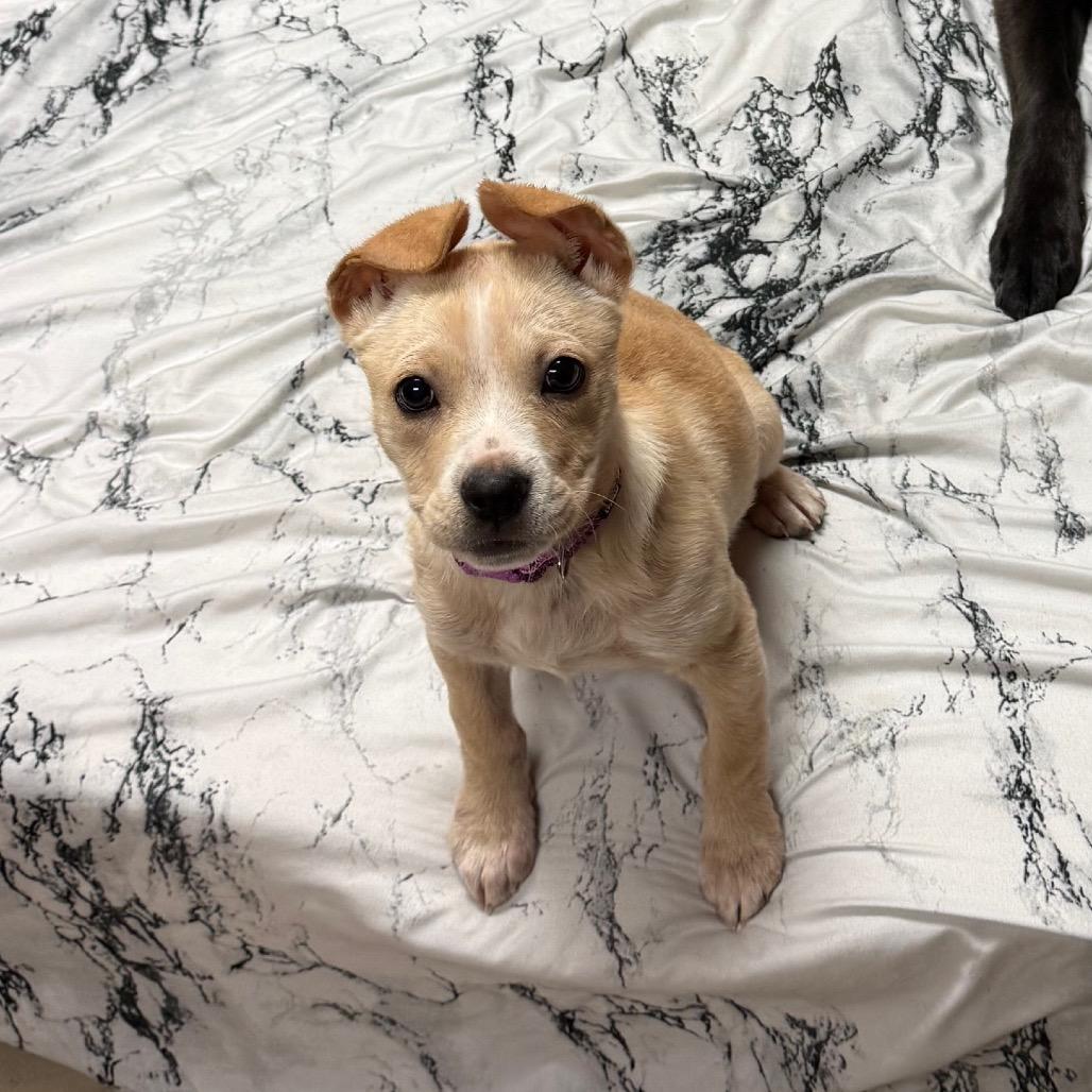 Enlarge Ginger, a Adoptable Mixed Breed in Naperville, IL image 4/6