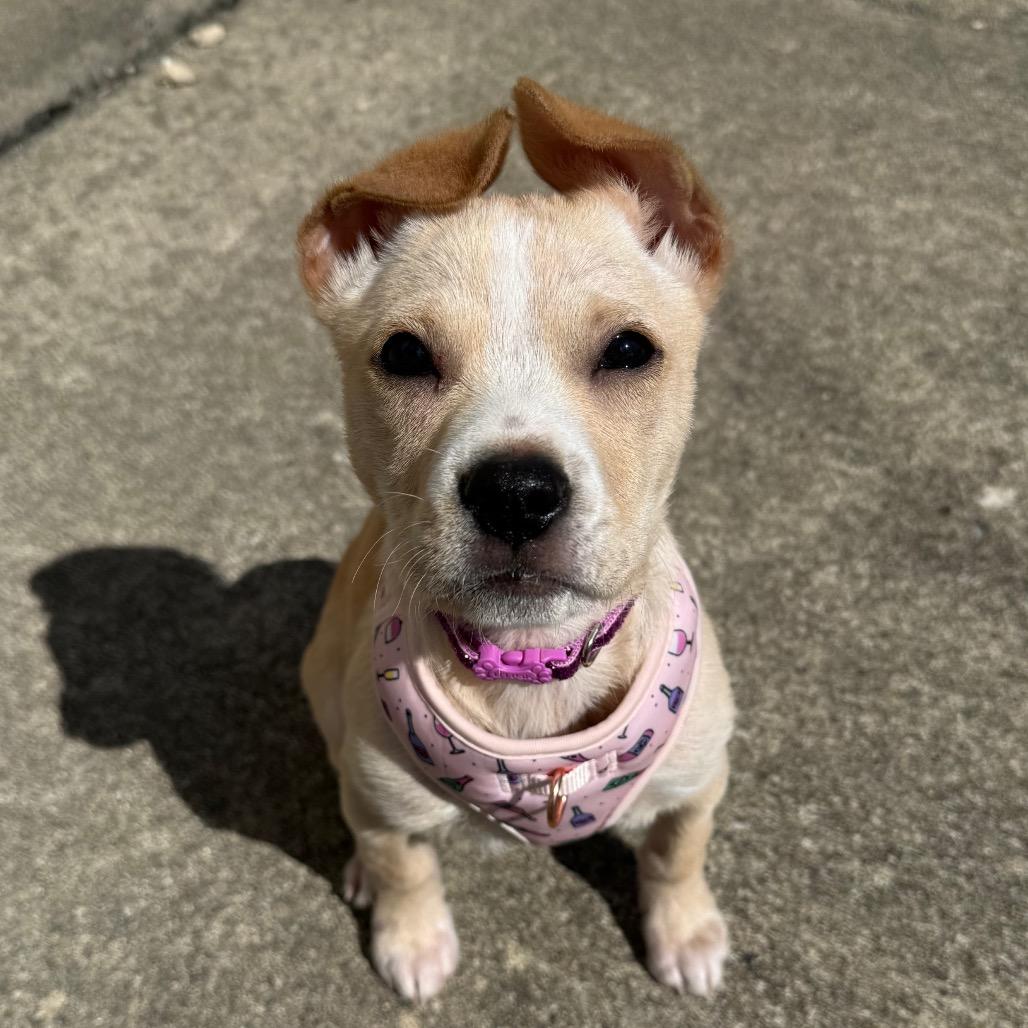 Enlarge Ginger, a Adoptable Mixed Breed in Naperville, IL image 5/6