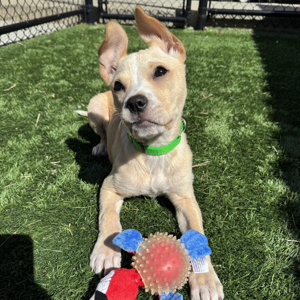 Enlarge Ginger, a Adoptable Mixed Breed in Naperville, IL image 6/6